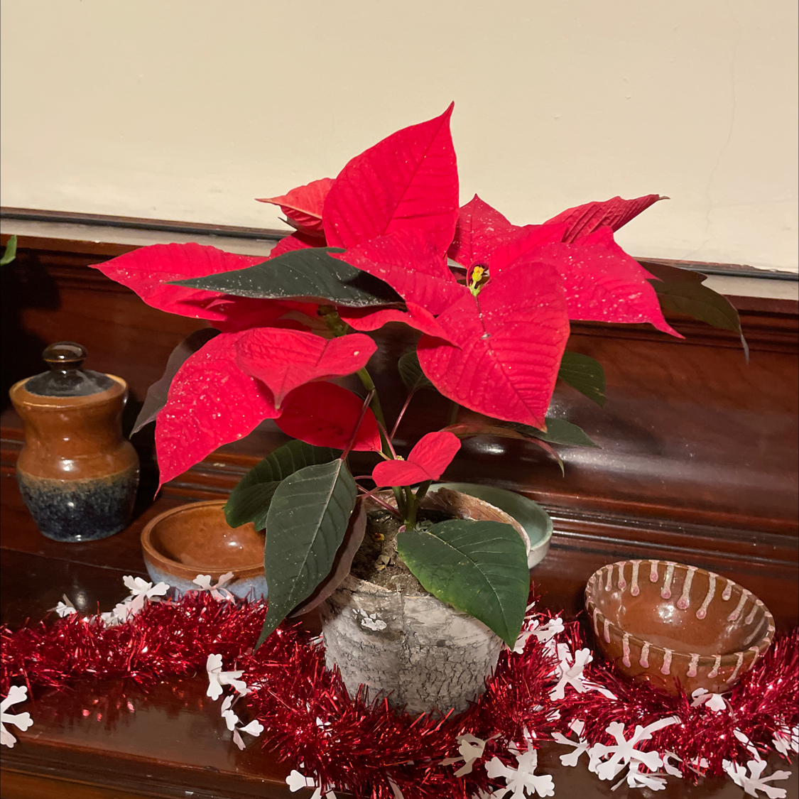 Poinsettia plant with red bracts and green leaves in a festive setting.