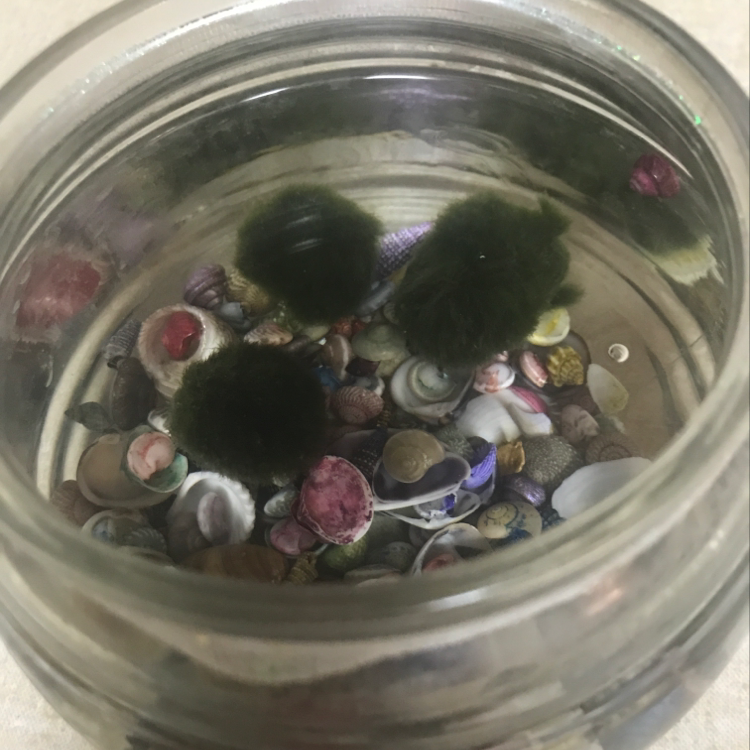 Photo of the plant species Purple Sword by Breanna named The Moss Balls on Greg, the plant care app