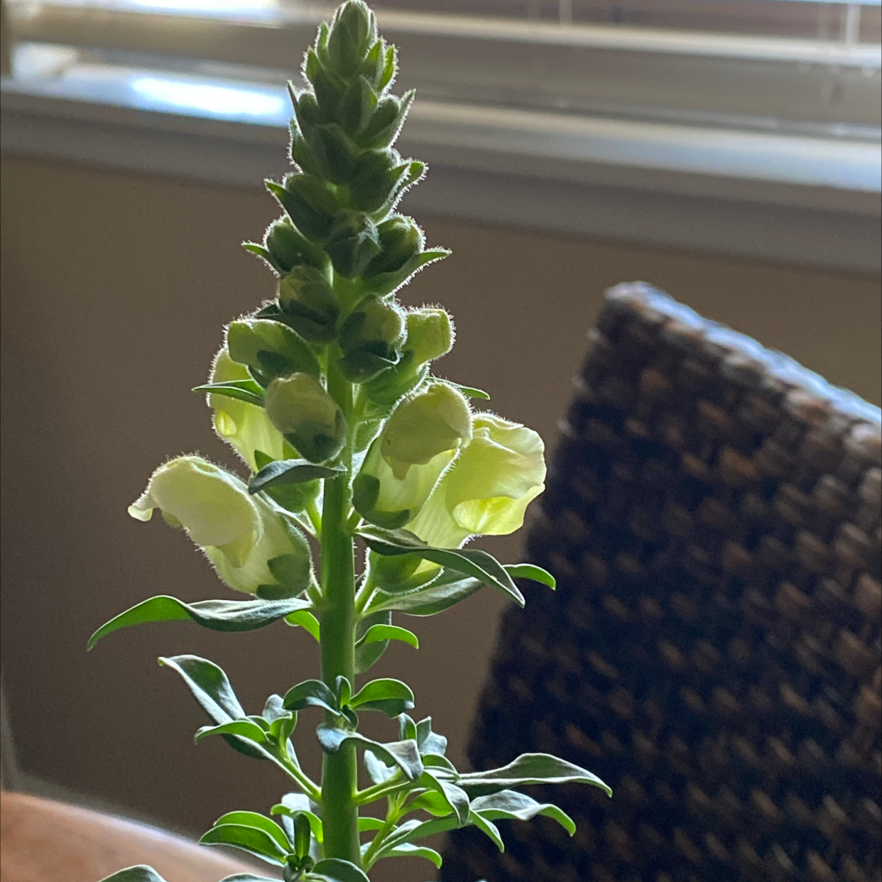 Common Snapdragon plant with a prominent flower spike, appearing healthy and well-focused.