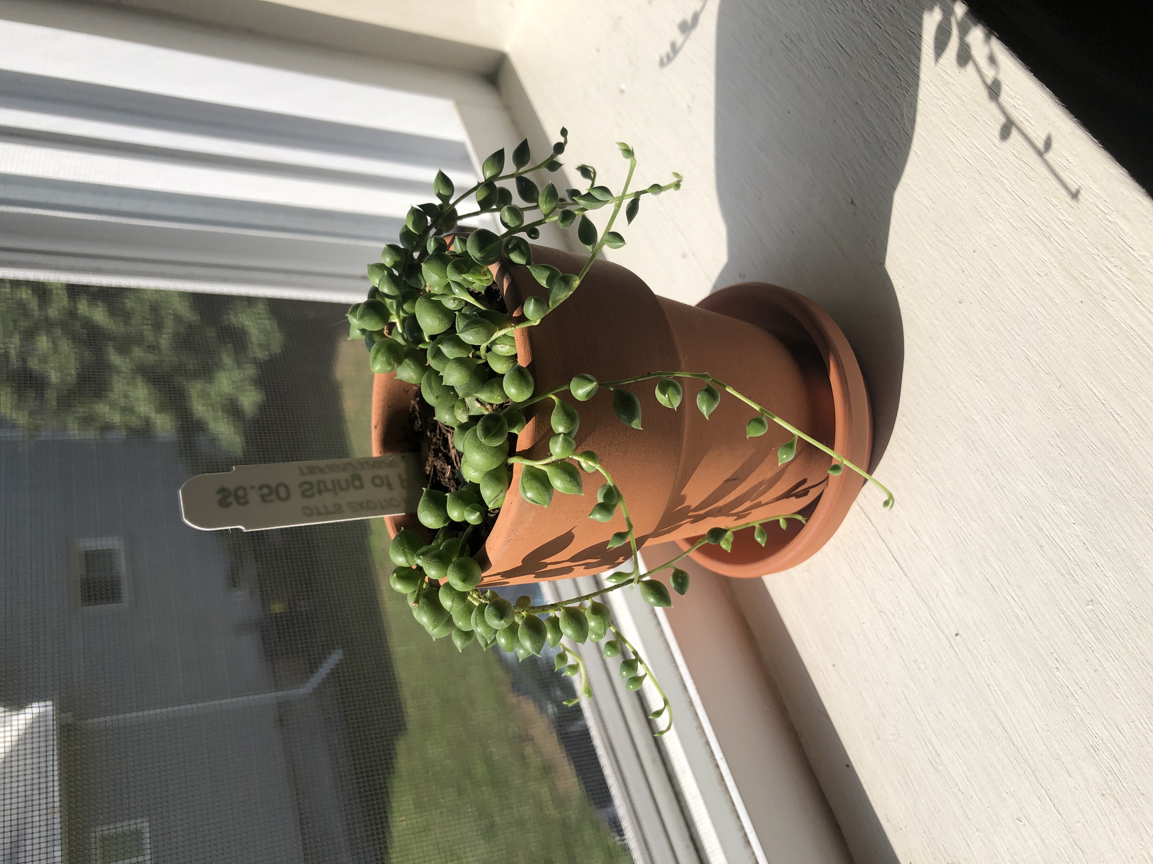 String of Pearls plant in a terracotta pot on a windowsill, healthy and well-framed.