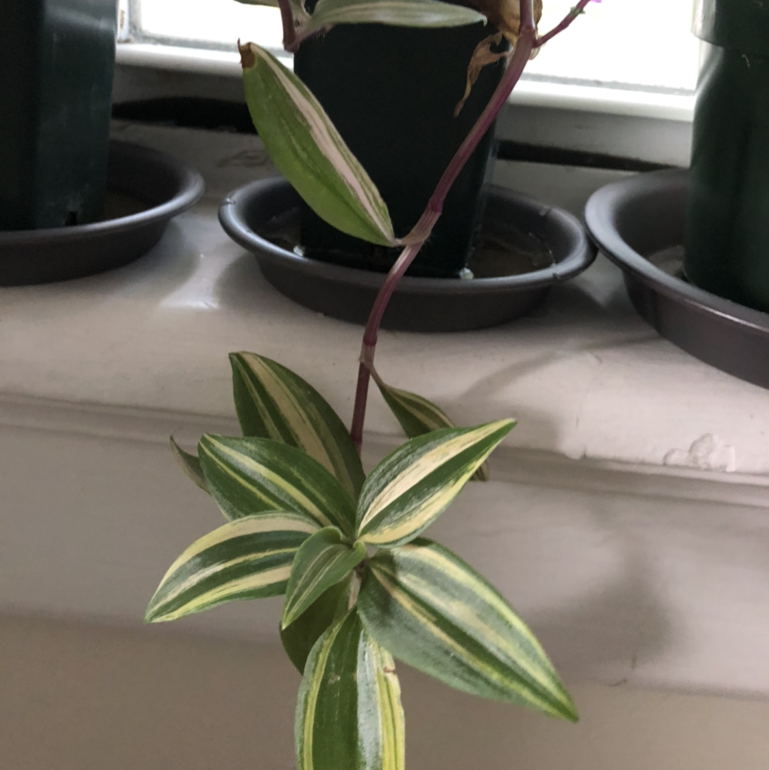 Healthy small-leaf spiderwort houseplant with long, thin, pointed green and white variegated leaves growing in a small black pot.