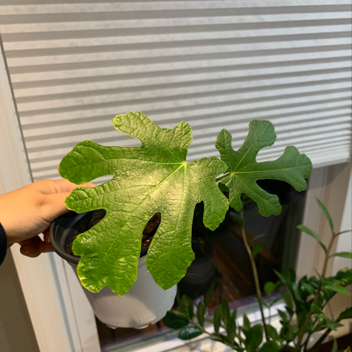 Brown Turkey Fig plant with healthy green leaves held by a hand, soil visible in the pot.