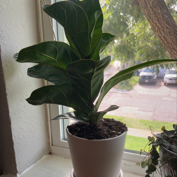 Photo of the plant species Polka Dot Dino Begonia by Andre named Lola on Greg, the plant care app