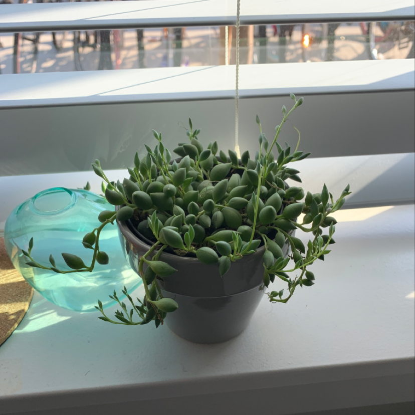 Photo of the plant species Fabian Ariela by Jennifer named Pearly on Greg, the plant care app