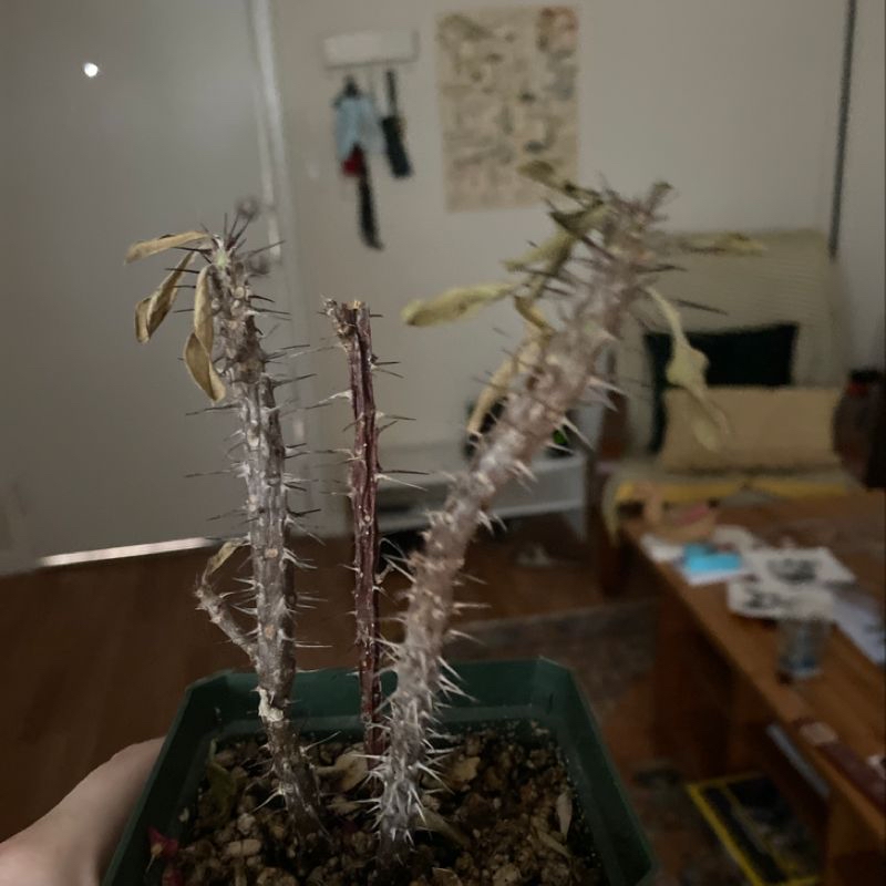Crown of Thorns plant with spiky stems and pink flowers, held up against a blurred indoor background by a person's hand.
