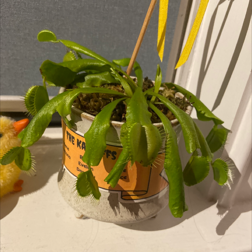 Venus Fly Trap plant in a small pot, healthy with vibrant green leaves.