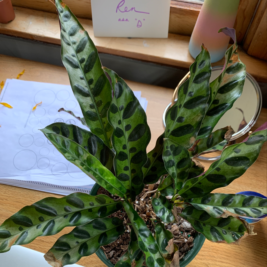 Rattlesnake Plant with dark green patterns on leaves in a pot on a wooden surface.