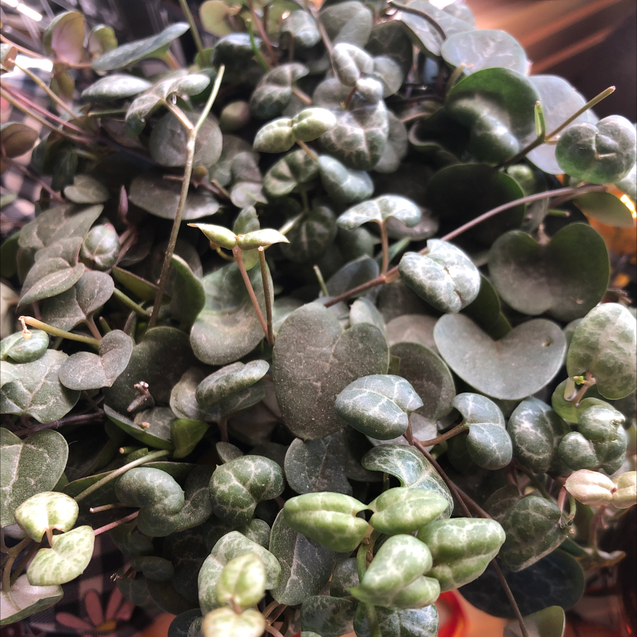 Close-up of healthy Ceropegia woodii plant with plump heart-shaped mottled leaves clustered together.