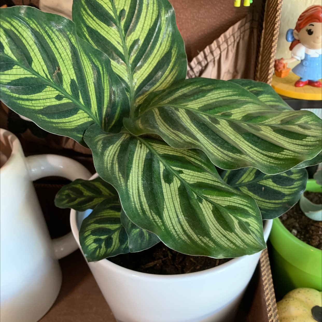 Calathea 'Freddie' plant with vibrant green patterned leaves in a white pot.