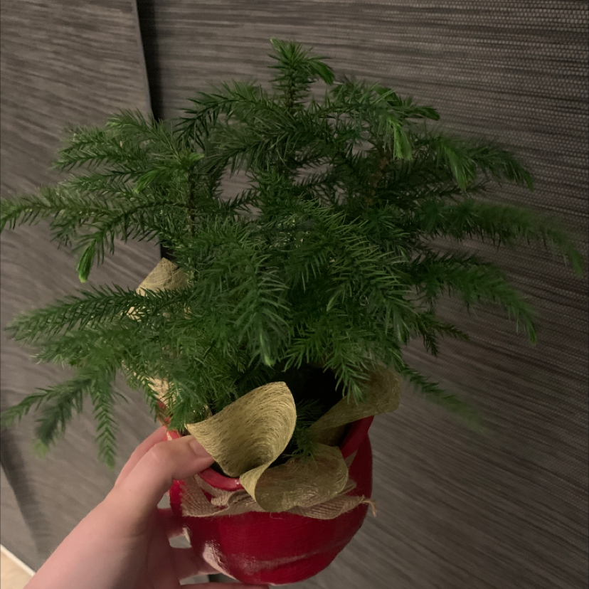 Norfolk Island Pine plant photo by @shilohandewe named Moose on Greg, the plant care app.