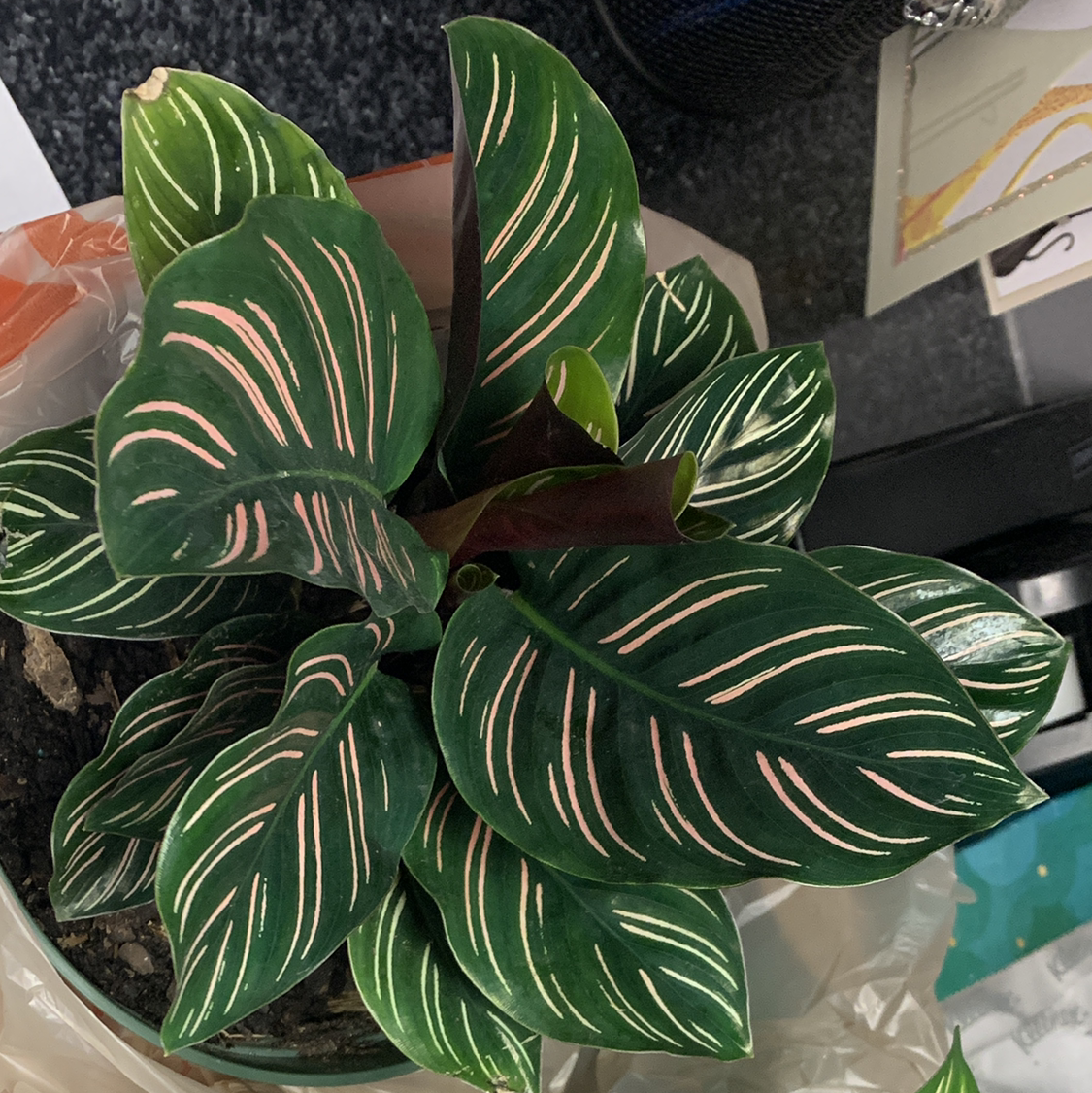 Pinstripe Calathea with vibrant green leaves and pink stripes, healthy and well-framed.