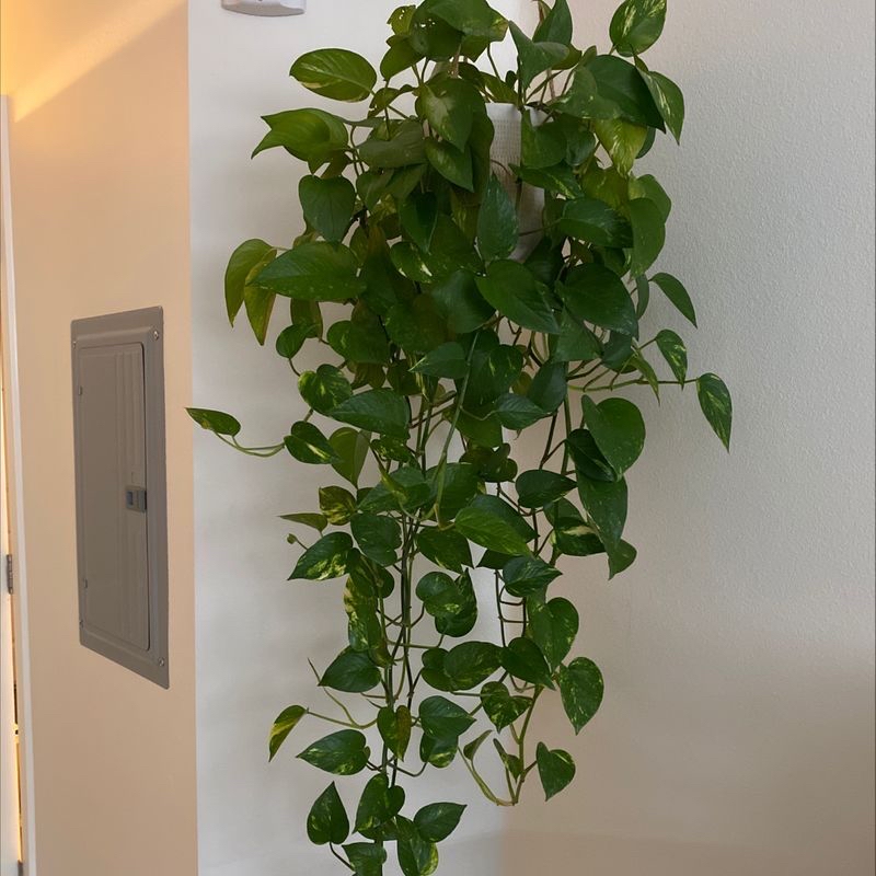 A healthy, thriving weeping fig plant with glossy green leaves, cascading from a hanging basket against a light wall.