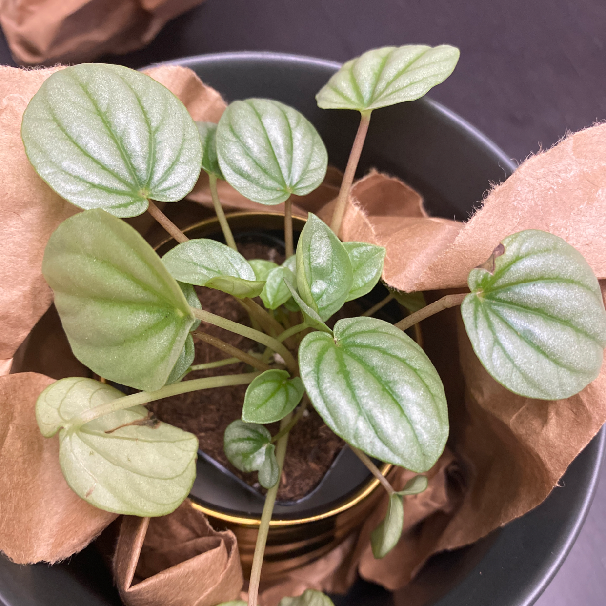 Healthy Emerald Ripple Peperomia plant with vibrant green leaves in a pot.