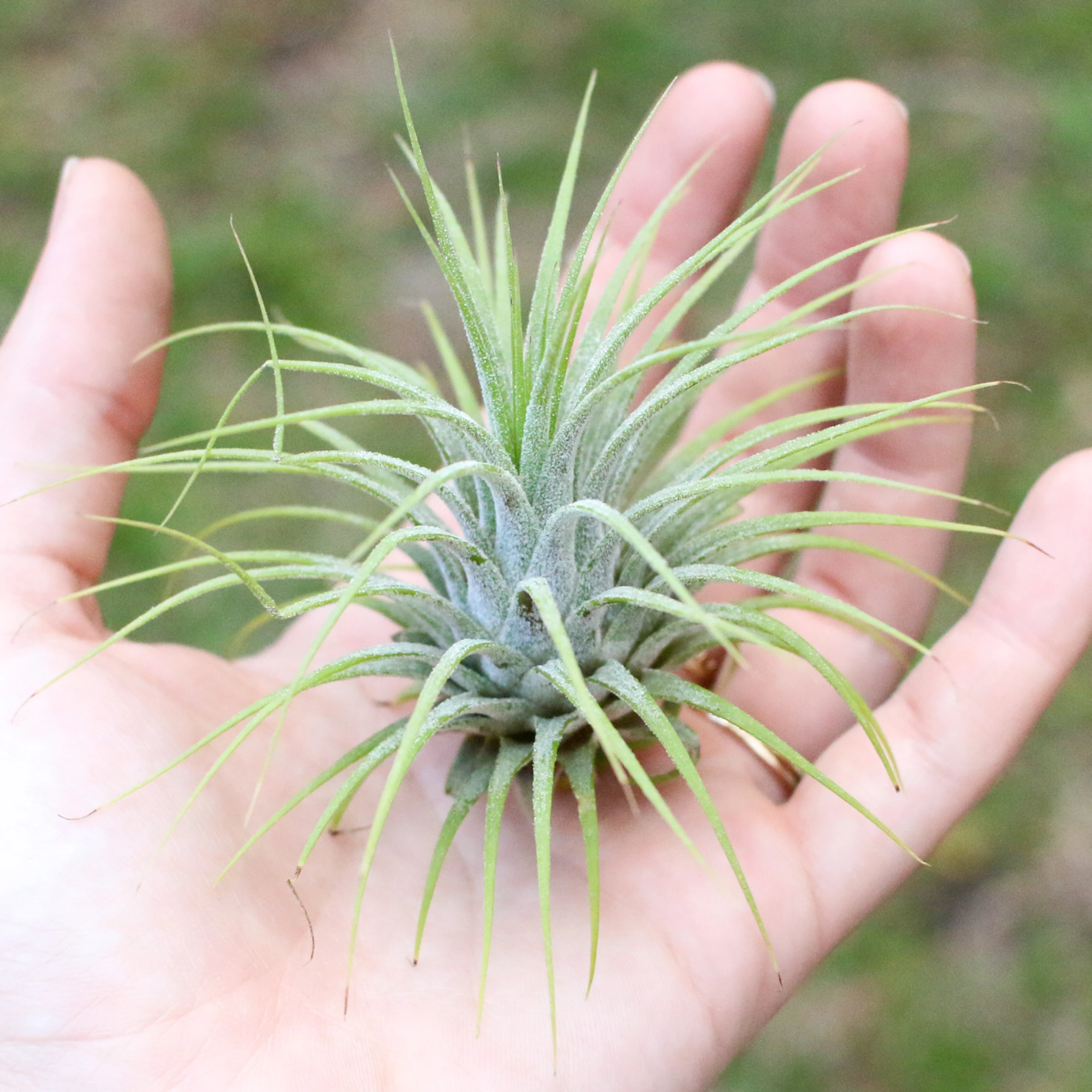 Photo of the plant species Blushing Bride Air Plant by @paytonjudd named Tilly on Greg, the plant care app