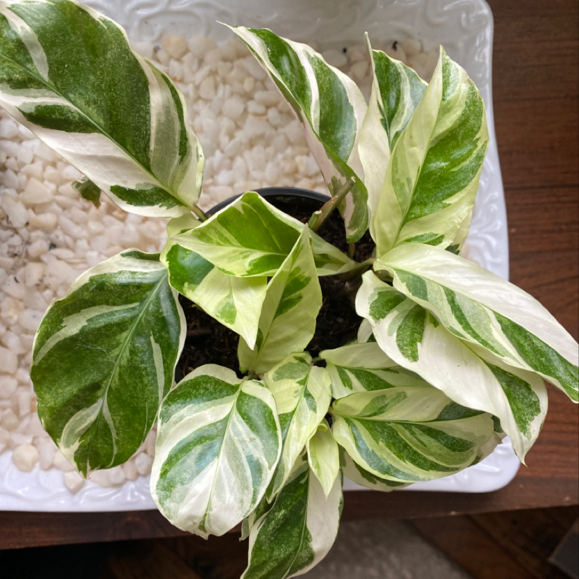 Stunning variegated pothos plant with marbled white and green foliage, growing in a white pot. The leaves are pristine and glossy.