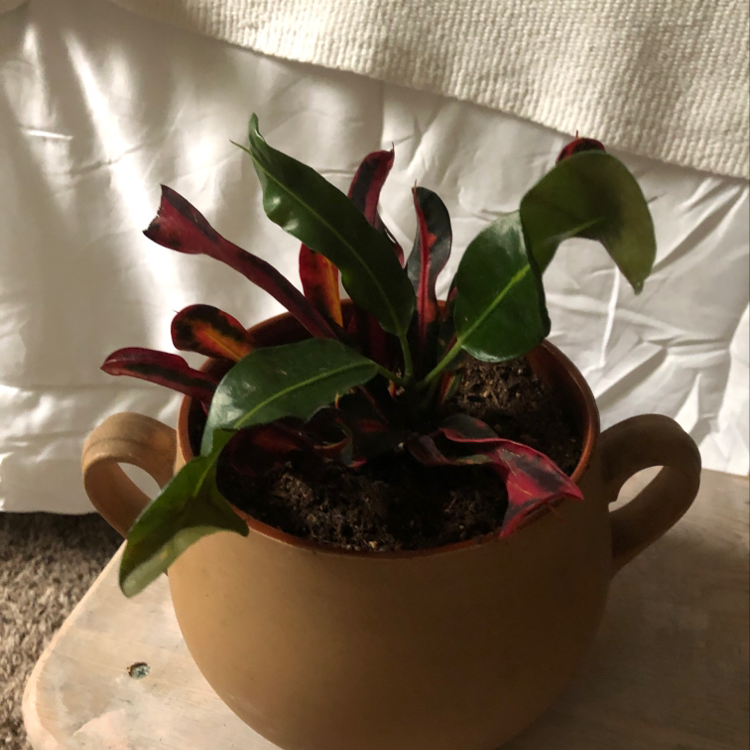 Propagating My Croton 'petra' Stepbystep Guide