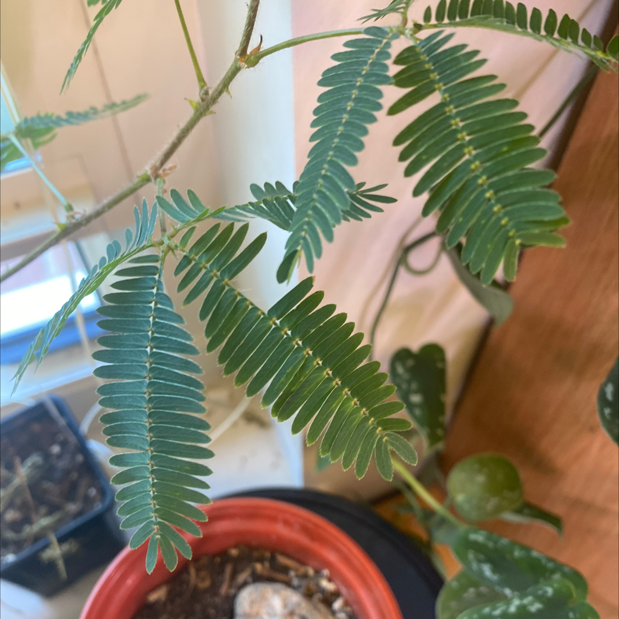 Sensitive Plant (Mimosa pudica) with healthy compound leaves in a pot, indoors.