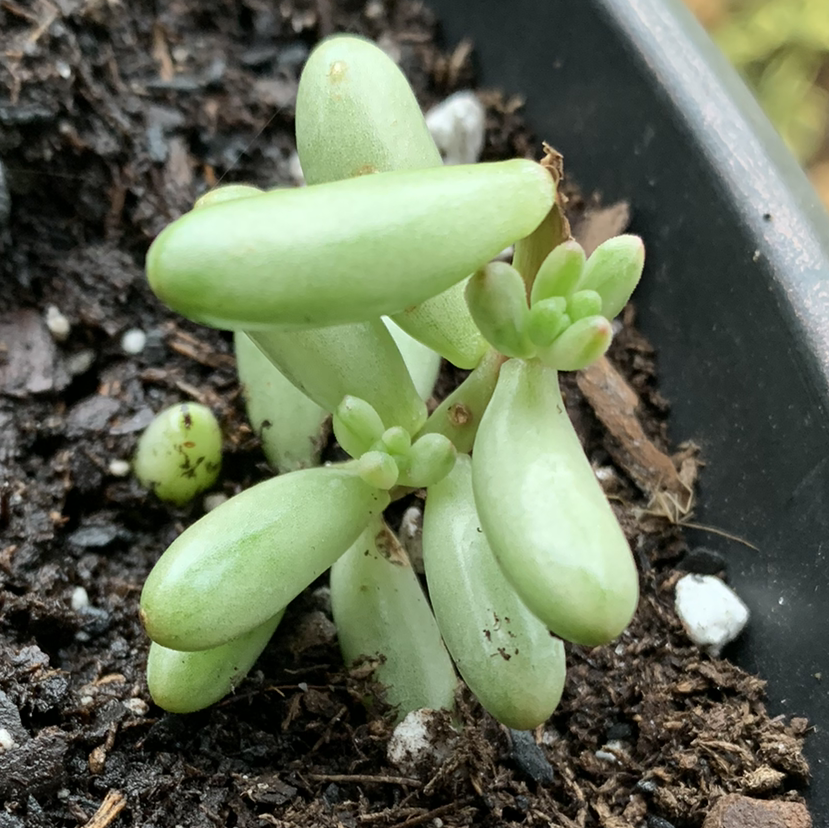 Jelly Bean Plant (Sedum rubrotinctum) in a pot with visible soil, appearing healthy.