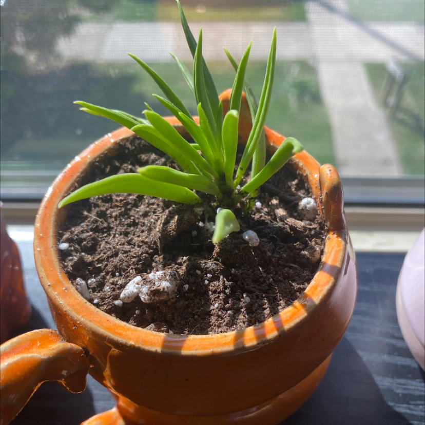 Pincushion Peperomia plant in an orange pot with visible soil, healthy green leaves.