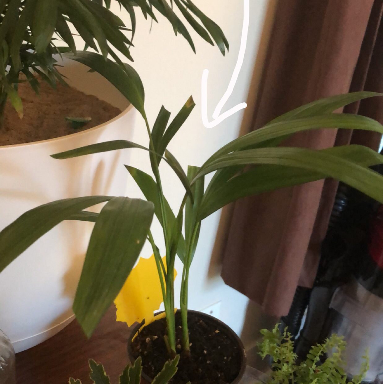 Photo of the plant species Phodendren by Sarah named Bby areca palm on Greg, the plant care app