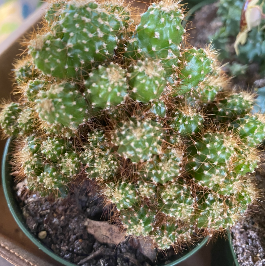 🌵 Why Are My Brittle Prickly Pear Leaves Droopy?