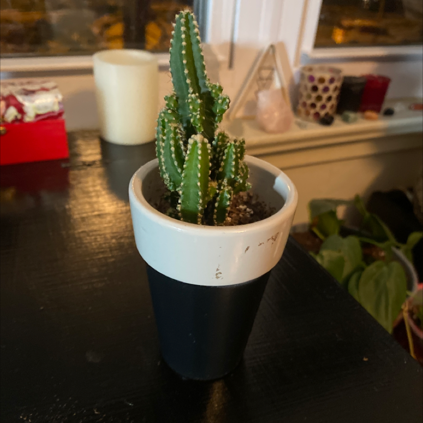 Pagoda Mini Jade plant in a black and white pot, placed on a dark surface with household items in the background.
