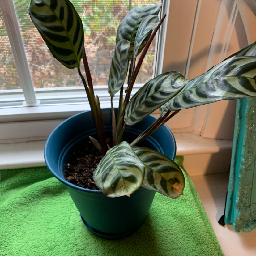 Potted Cathedral Windows plant with striped leaves near a window.