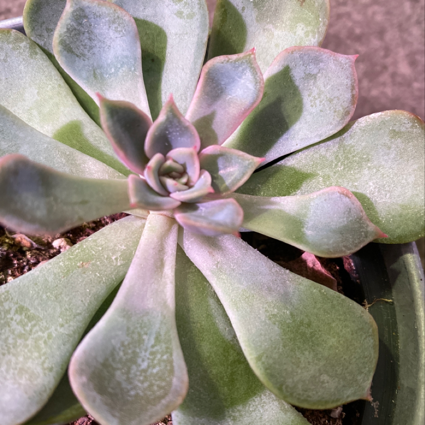 Plant care for Pineapple on Greg, the plant care app