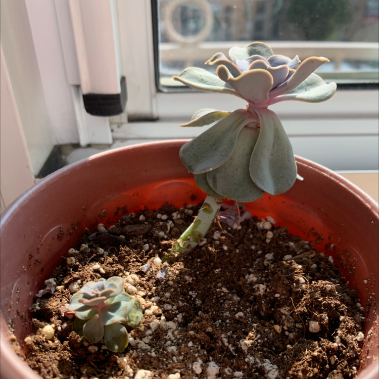 Potted Ghost Plant (Graptopetalum paraguayense) near a window with visible soil.