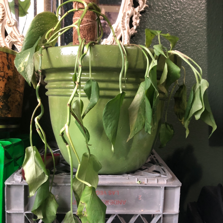 Healthy, full Jade Pothos plant with glossy green heart-shaped leaves cascading over sides of green pot on metal shelf.