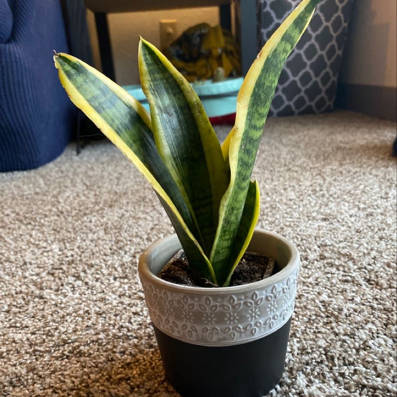 Snake Plant in a decorative pot with visible soil, well-framed and in focus.
