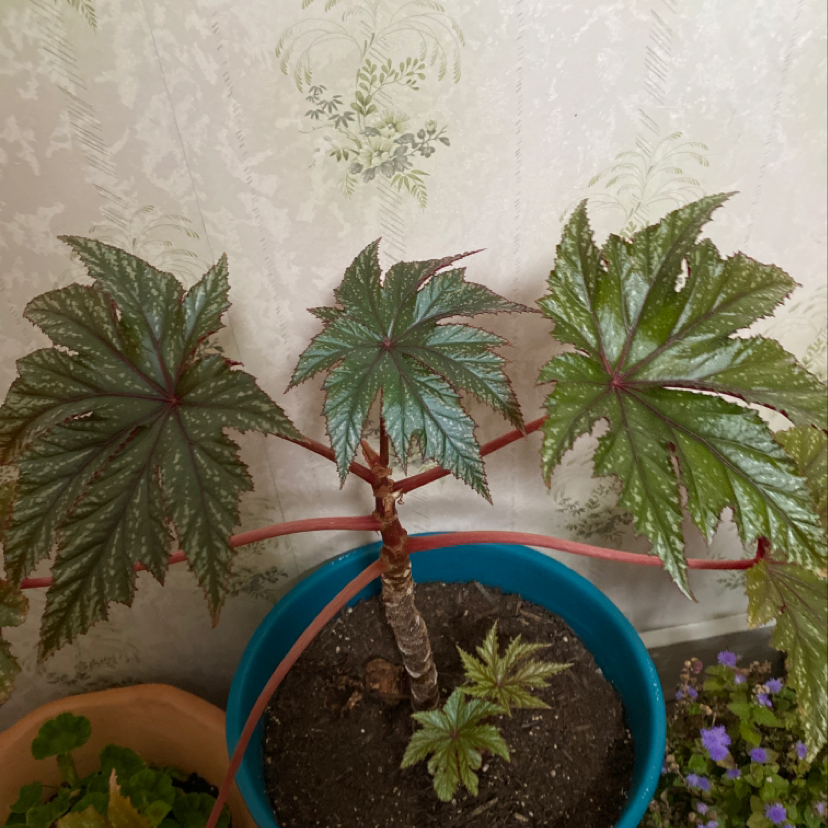 Castor Bean plant in a blue pot with large, healthy leaves and visible soil.