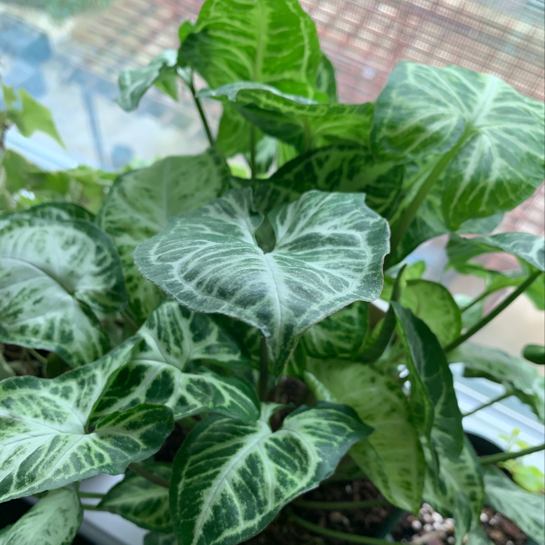 Healthy green and white variegated Arrowhead Plant leaves, slightly off-center framing but clear focus on the plant.