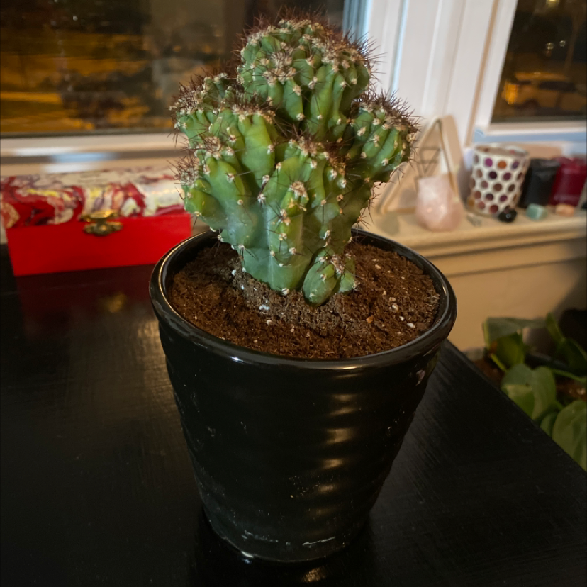 Blue Myrtle Cactus in a black pot with visible soil, well-framed and in focus.