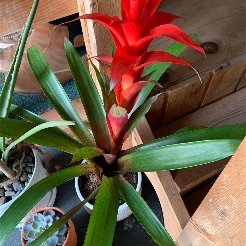 Close-up of a healthy red Guzmania lingulata bromeliad plant with vibrant flower bracts emerging from the center of the foliage.