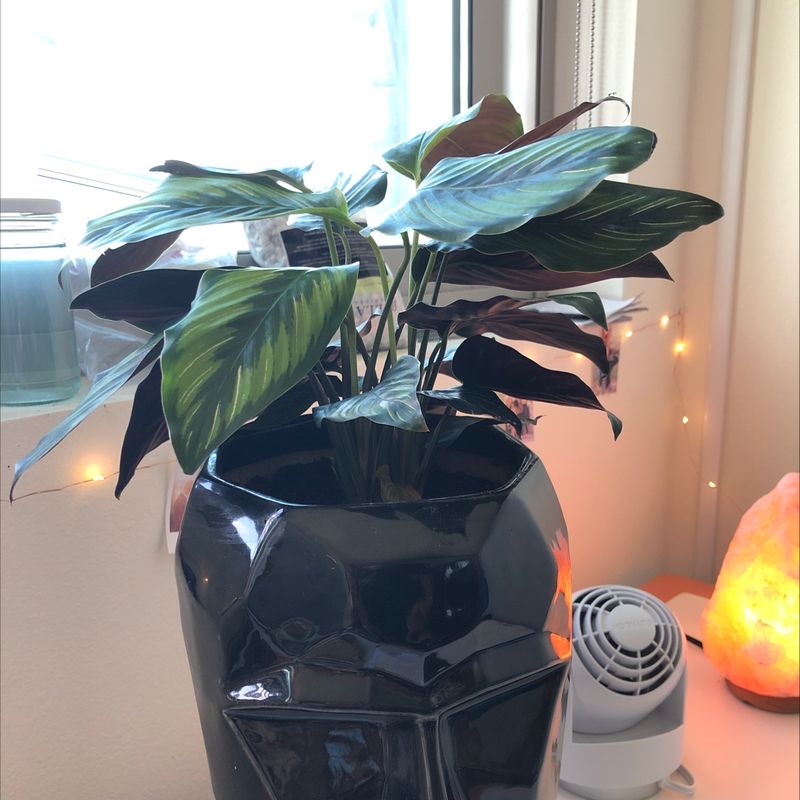 Calathea 'Beauty Star' plant in a decorative pot near a window with some decorative items.