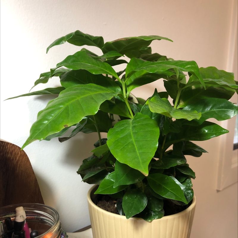 Healthy potted Arabian coffee plant with glossy dark green leaves in a gold metallic pot, well-framed and in focus.