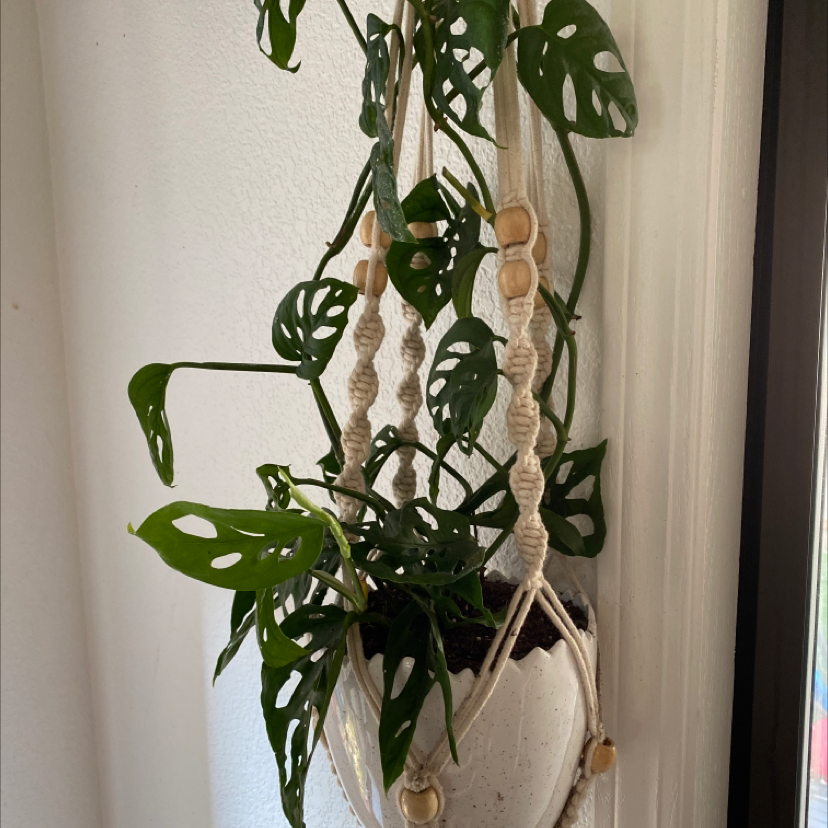 Plant care for Sygonium Orm Nak on Greg, the plant care app