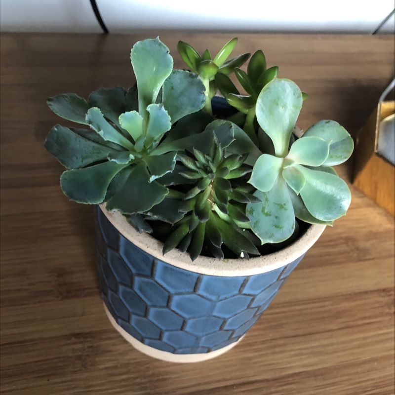 Pearl Echeveria plant in a blue pot with hexagonal pattern, appears healthy.