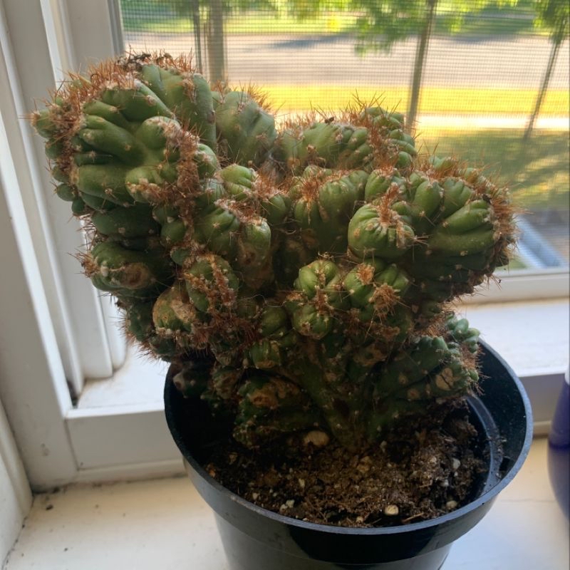 Hedge Cactus in a pot on a windowsill, healthy with visible soil.
