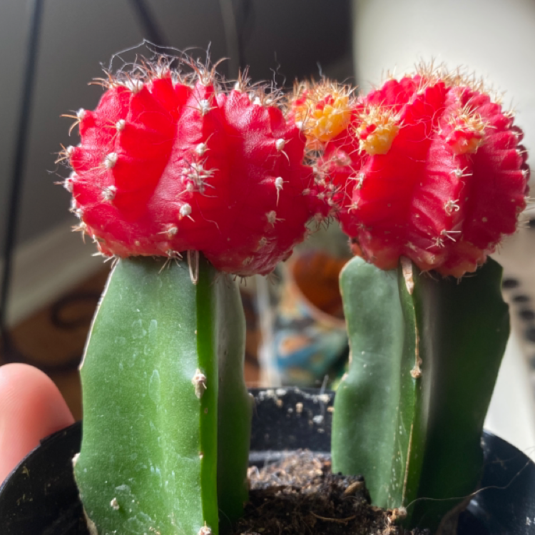 Moon Cactus with vibrant red tops and healthy green base, well-framed and in focus.