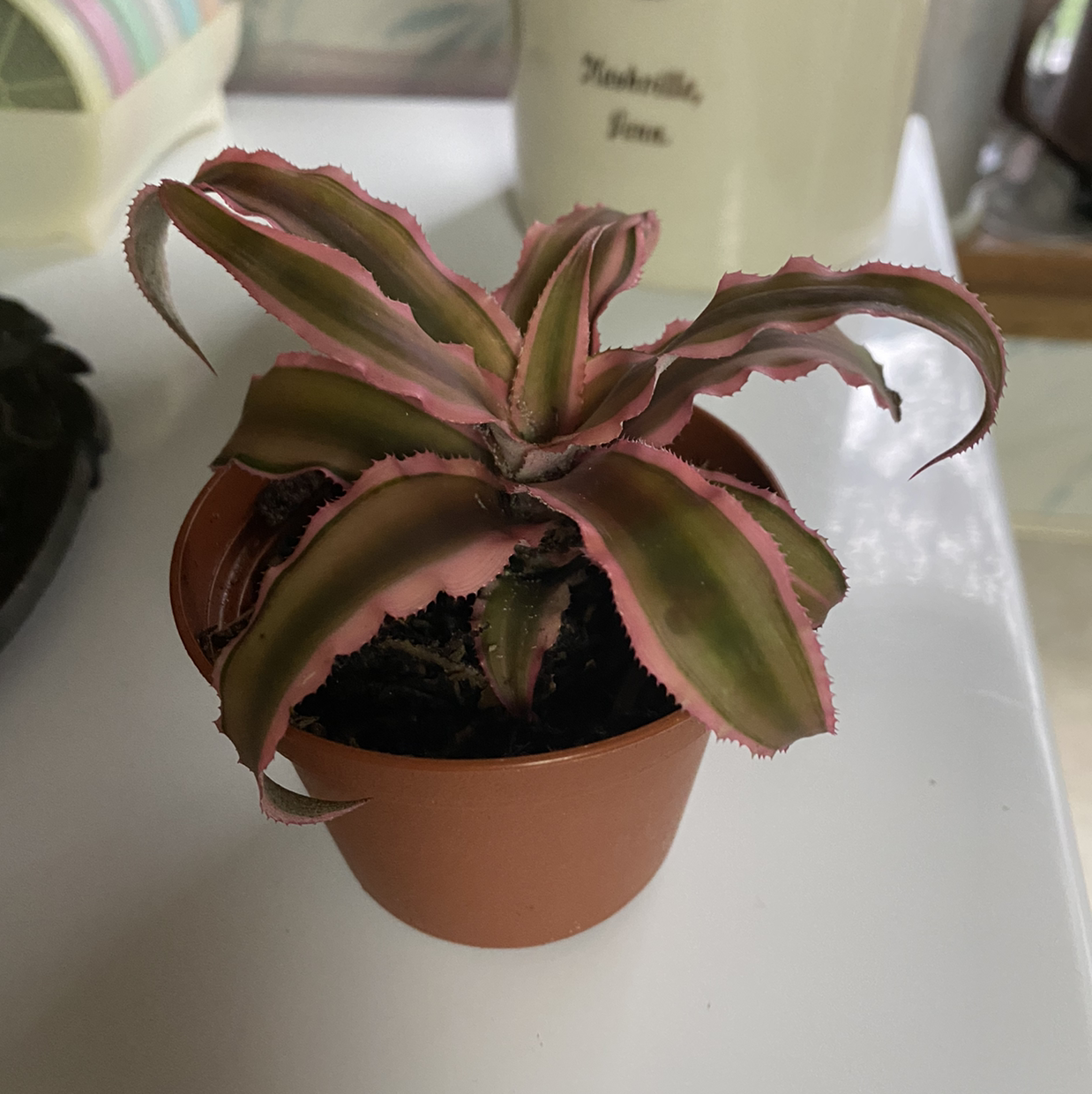 Earth Stars plant with pink-edged green leaves in a small pot, showing some browning at the tips.