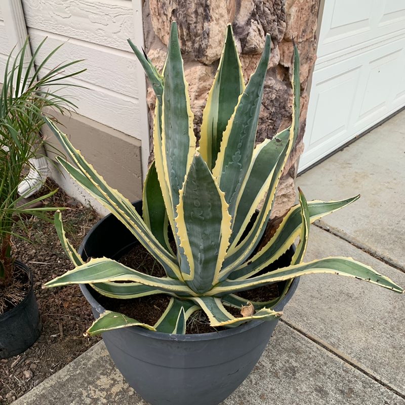Healthy century plant with long pointed green leaves in a dark pot on a patio.