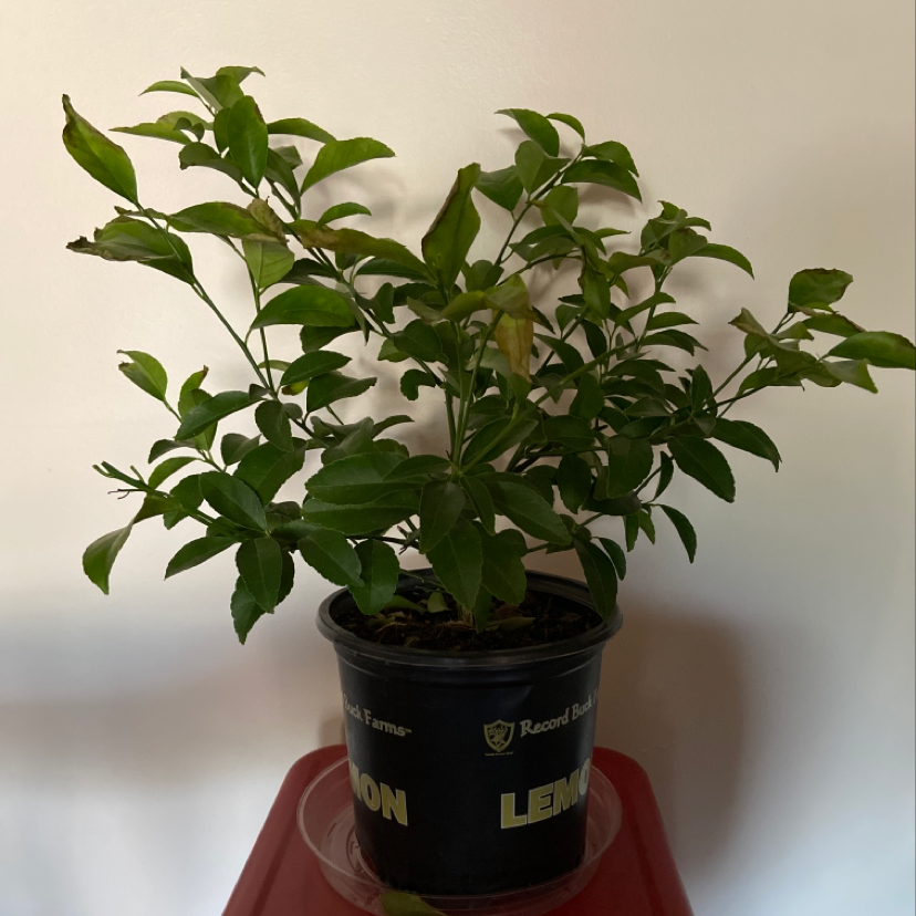 Healthy, thriving Ficus Ginseng bonsai plant in a small black plastic pot, with vibrant green oval leaves and gnarled trunk.