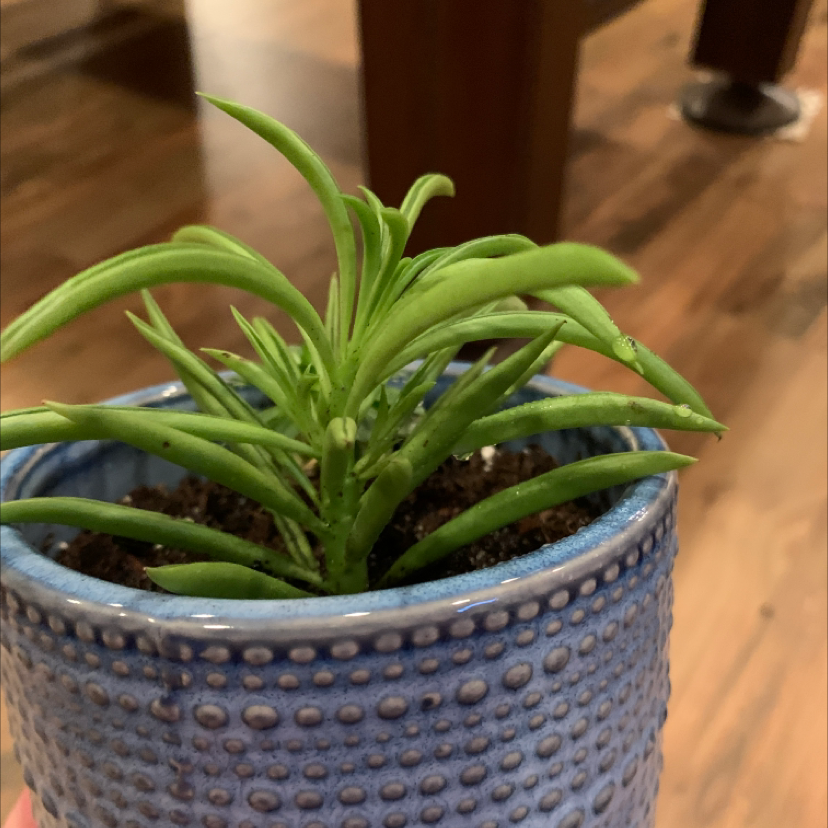 Pincushion Peperomia plant in a blue textured pot with visible soil.