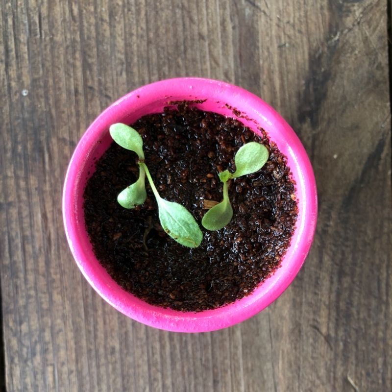 Photo of the plant species Orchid by Taela named Daisy Seeds on Greg, the plant care app