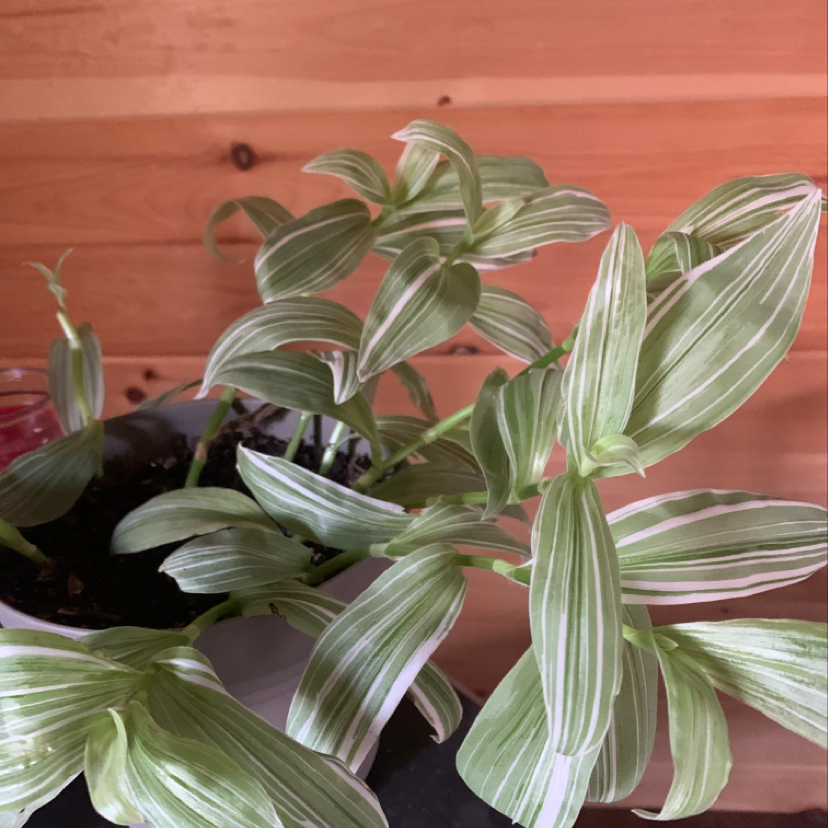 Healthy small-leaf spiderwort plant with long striped green and white leaves growing in a plastic pot with soil visible.