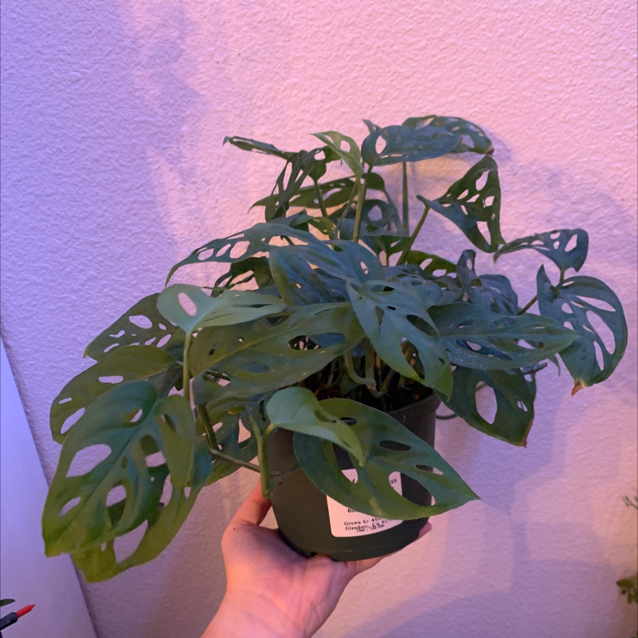 Healthy, mature Monstera deliciosa plant with large green perforated leaves, held against a pink background.