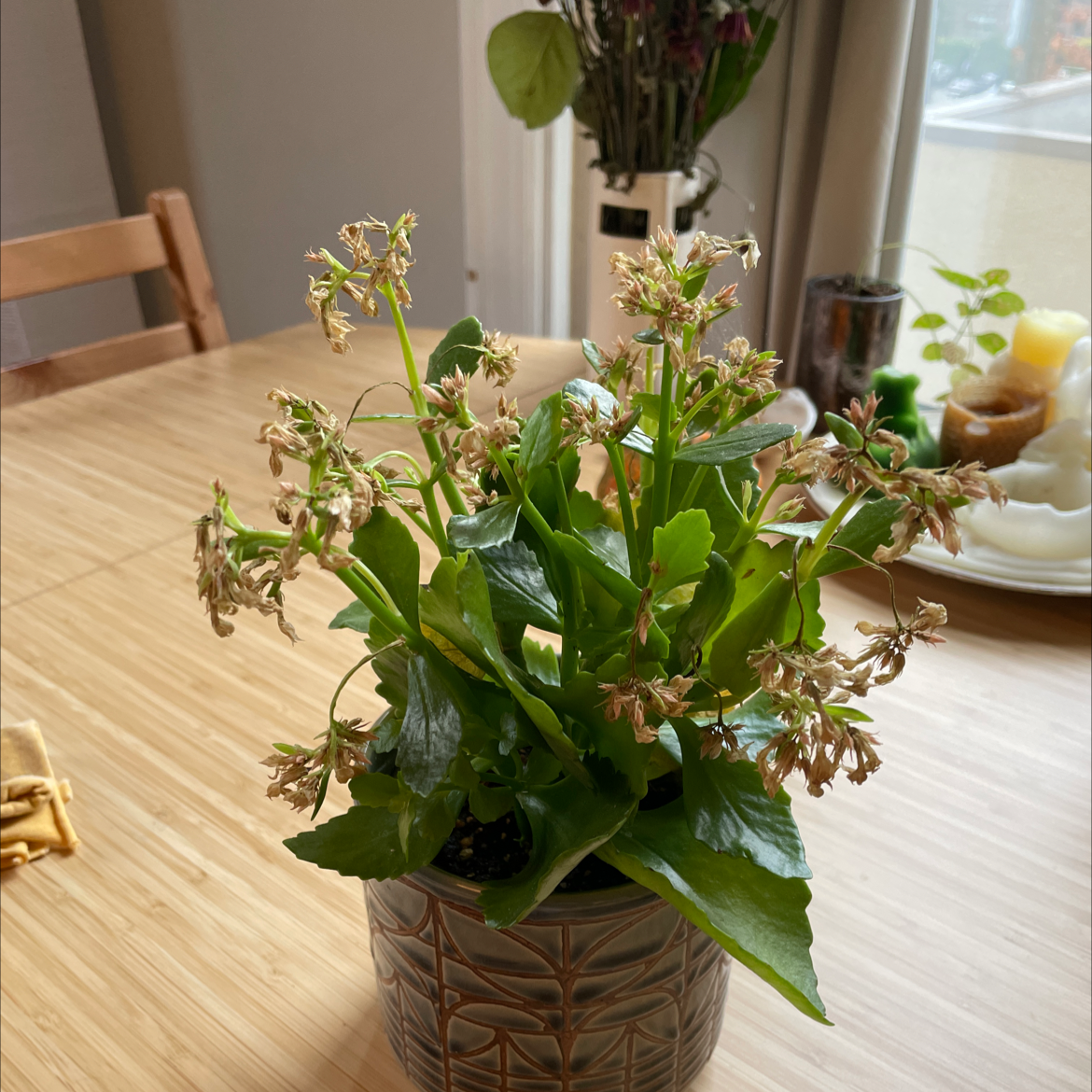 Florist Kalanchoe plant photo by @marrakech named Dionysus on Greg, the plant care app.