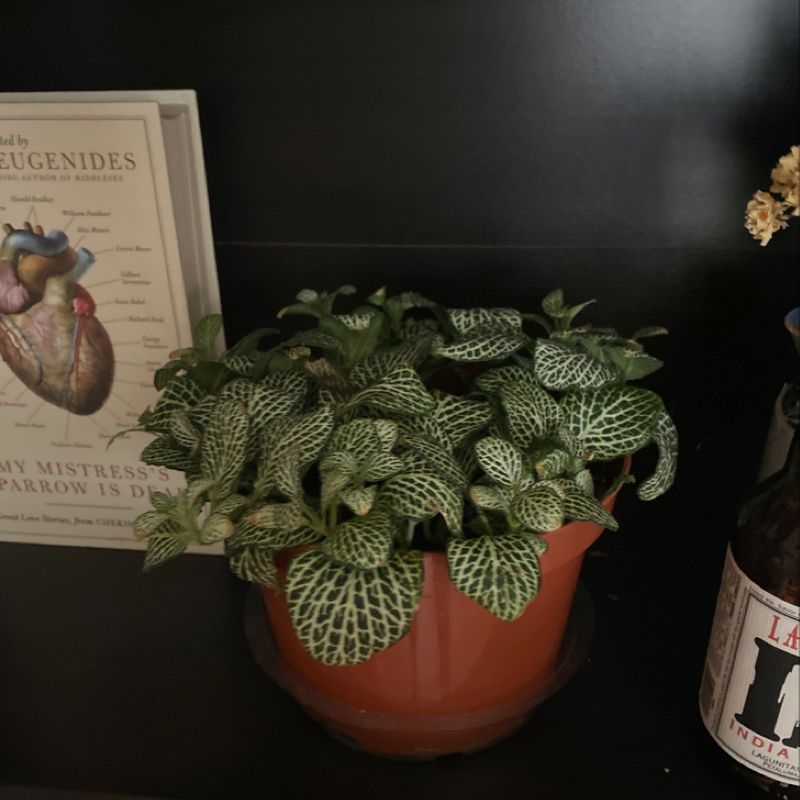 Photo of the plant species Orchid by Danielle named Fittonia on Greg, the plant care app